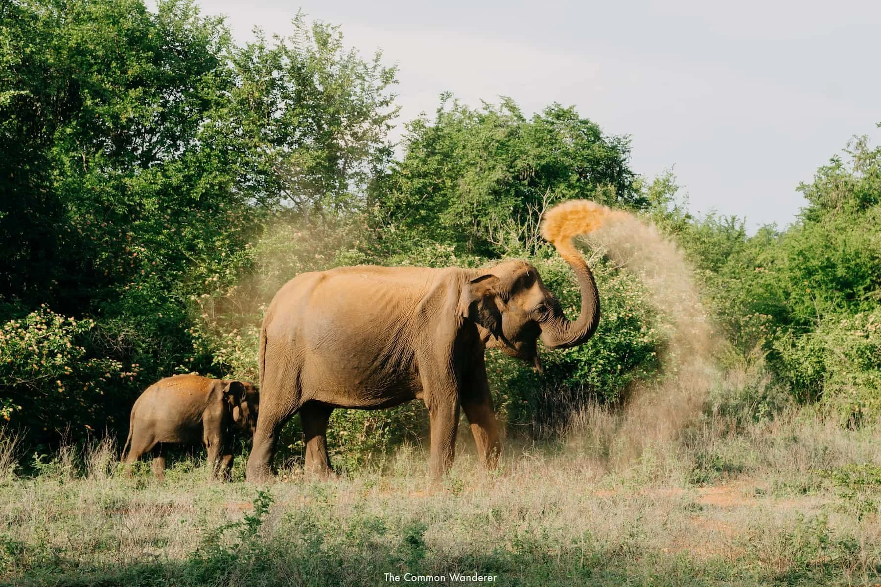 Udawalawe National Park